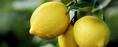 柠檬籽能种出柠檬吗