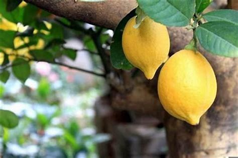柠檬适合在哪里种植