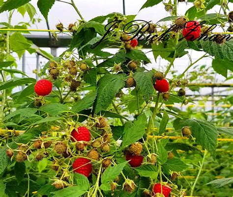 树莓大量种植方法