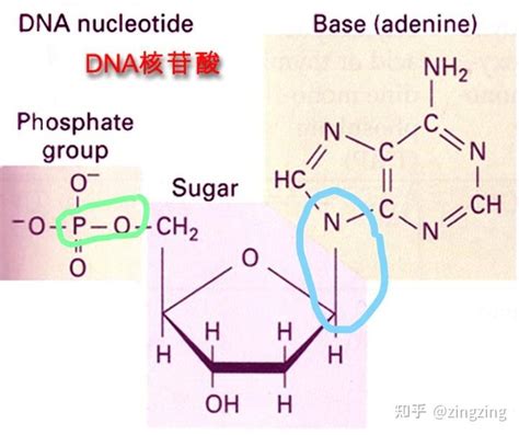 核糖核苷酸
