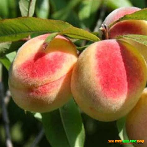 桃子前三名品种