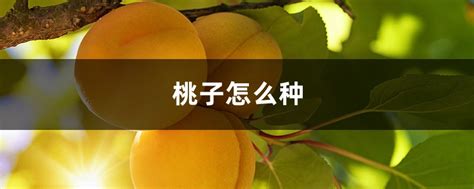 桃子怎么种