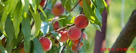 桃子怎么种植最简单方法