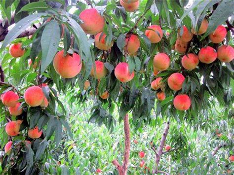 桃子树苗是怎么种植