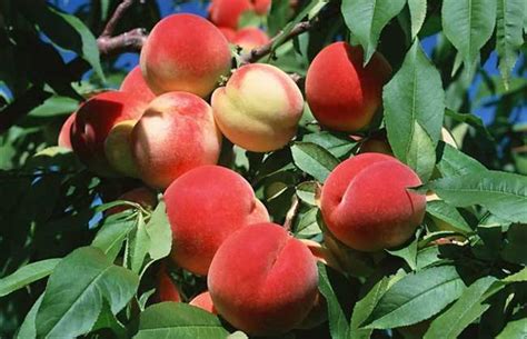 桃子的种植方式和技术