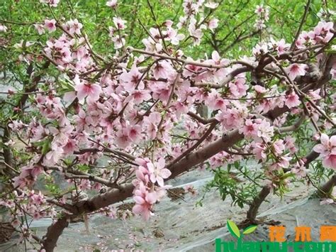 桃树在家栽种的最佳位置