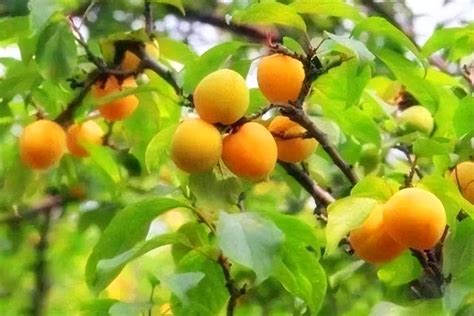 梅子黄时杏子肥是哪个季节