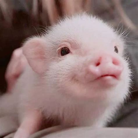 梦到很多小猪猪是什么意思