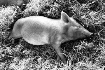 梦到死猪是什么意思
