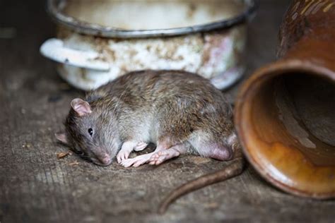 梦到老鼠被打死是什么意思