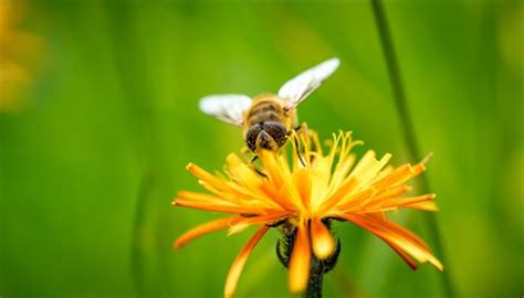 梦到蜜蜂预示着什么意思