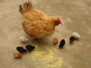 梦到鸡在身上是什么意思