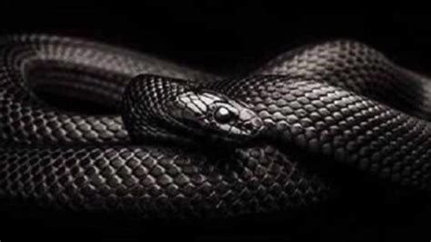 梦到黑色的蛇是什么意思