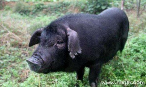 梦见一只大黑猪是什么预兆