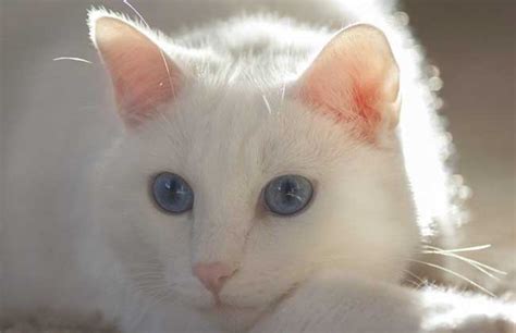 梦见一只白猫