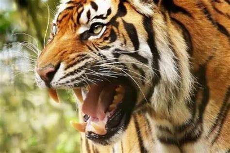 梦见与老虎搏斗是什么预兆