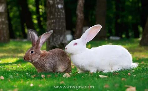 梦见两只兔子