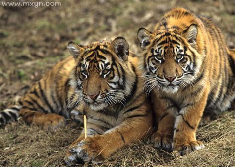 梦见两只虎有什么意义