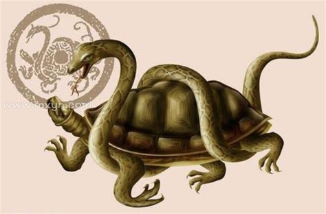 梦见乌龟和蛇在一起是什么意思