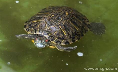 梦见乌龟在水里周公解梦