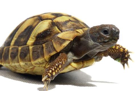 梦见乌龟是什么预兆