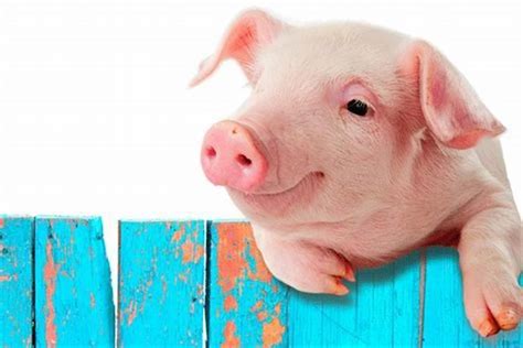 梦见买猪是什么征兆