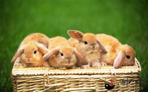 梦见兔子生一窝小兔子