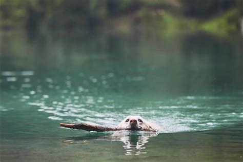 梦见打狗在水里是什么意思