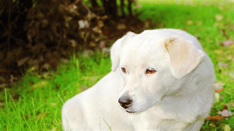 梦见抱着白色的狗是什么意思