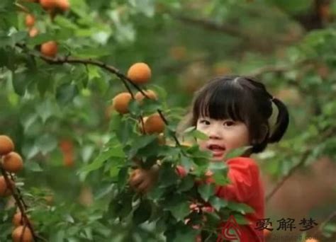 梦见摘杏子吃怎么回事