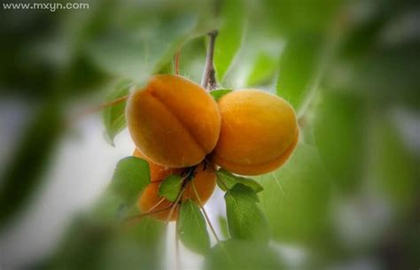 梦见摘杏子意味着什么