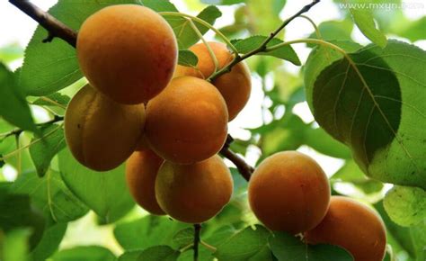 梦见树上很多杏子周公解梦