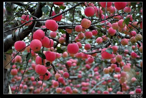 梦见树上结满红红的苹果