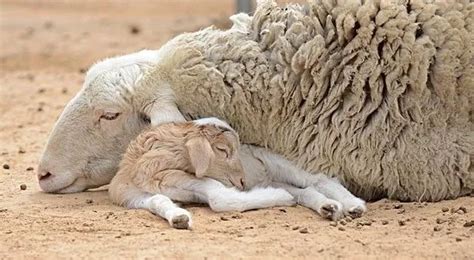 梦见母羊分娩