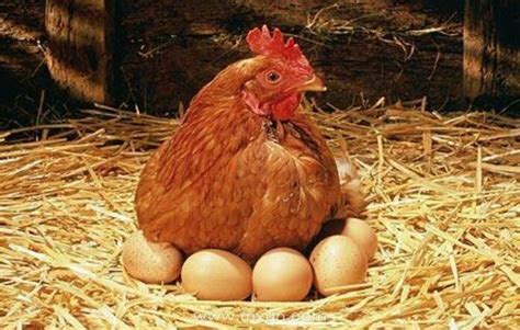 梦见母鸡和鸡蛋周公解梦