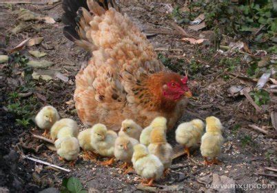 梦见母鸡带一群小鸡什么预兆