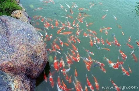 梦见水里有好多红鱼是什么预兆