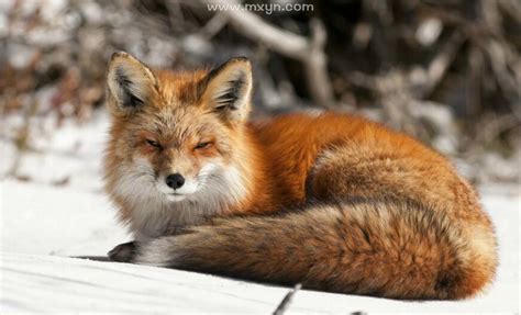 梦见狐狸是什么预兆解梦