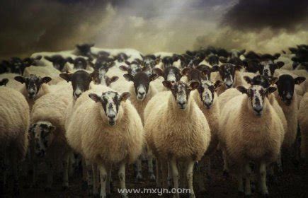 梦见白色羊群是什么意思周公解梦