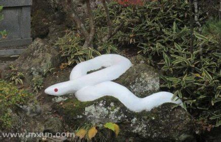 梦见白蛇是什么兆头