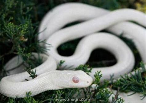 梦见白蛇是什么预兆