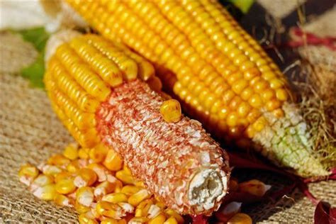 梦见种玉米是什么原因