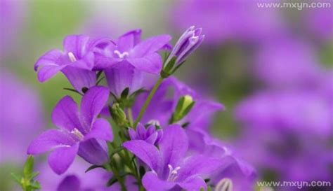 梦见紫色花什么预兆