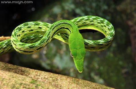 梦见绿蛇预示着什么