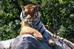 梦见老虎和豹子是什么预兆