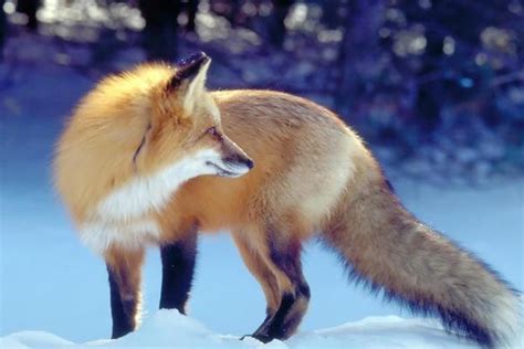 梦见自己是狐狸代表什么意思