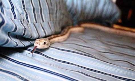 梦见蛇在家里是什么意思