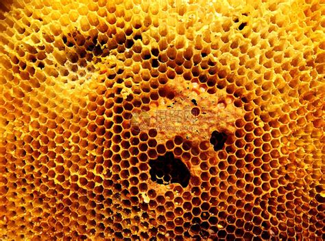 梦见蜂巢里结满了蜂蜜