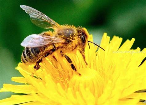 梦见蜜蜂什么意思周公解梦