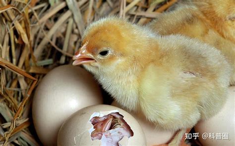 梦见鸡蛋里孵出小鸡仔什么意思呢